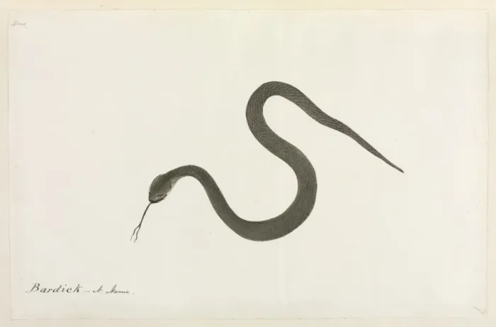 Framed Print : Bardick Snake Framed Print : Bardick Snake