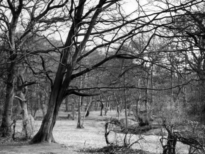 Framed Print : Bare Spring Branches Framed Print : Bare Spring Branches