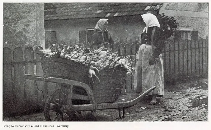Framed Print : Two barefooted women going to market with a barrel of freshly picked radishes. Date: 1908 Framed Print : Two barefooted women going to market with a barrel of freshly picked radishes. Date: 1908