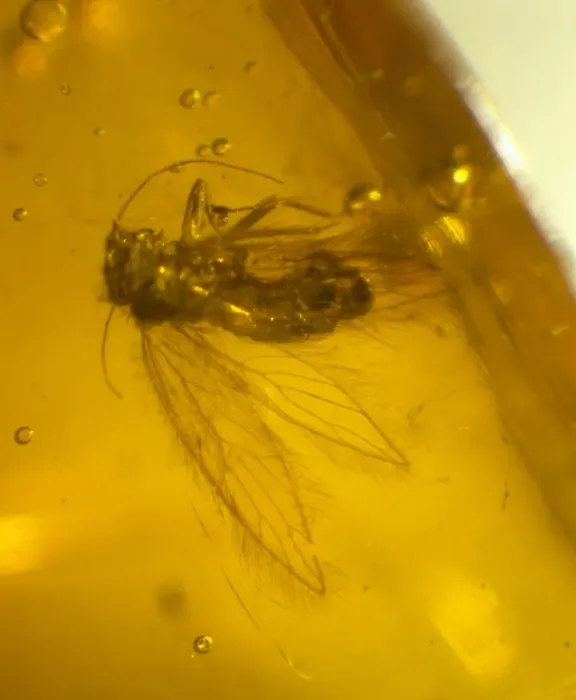 Framed Print : Barklouse in amber Framed Print : Barklouse in amber