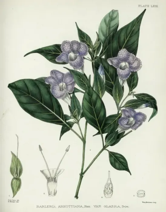 Framed Print : Barleria arnottiana Nees Framed Print : Barleria arnottiana Nees