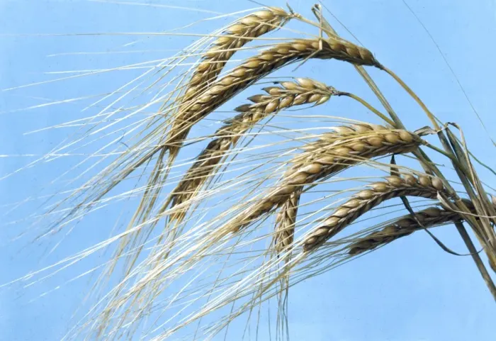 Framed Print : Barley Crop Framed Print : Barley Crop