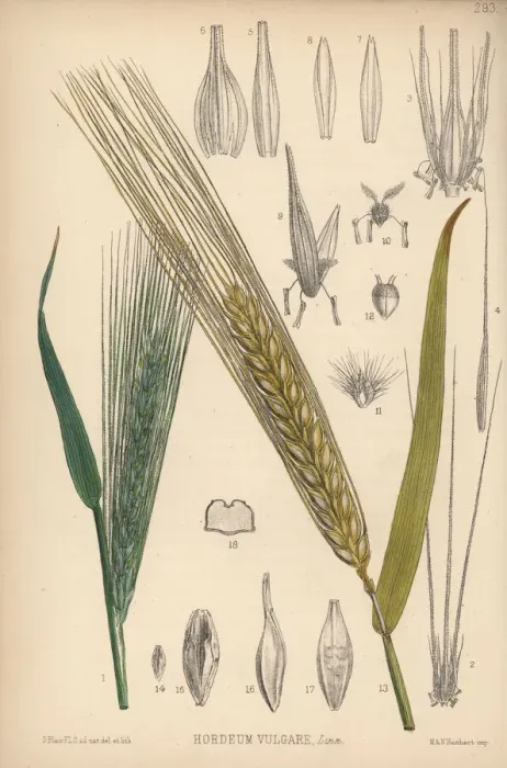 Framed Print : Barley, Hordeum vulgare Framed Print : Barley, Hordeum vulgare