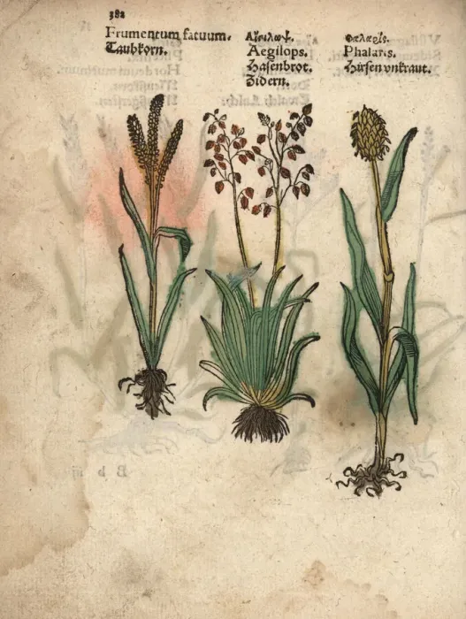 Framed Print : Barley, Hordeum vulgare, barren brome, Bromus