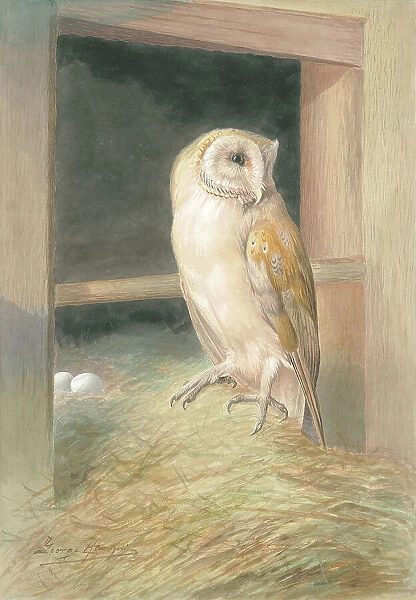 Barn Owl by George Rankin