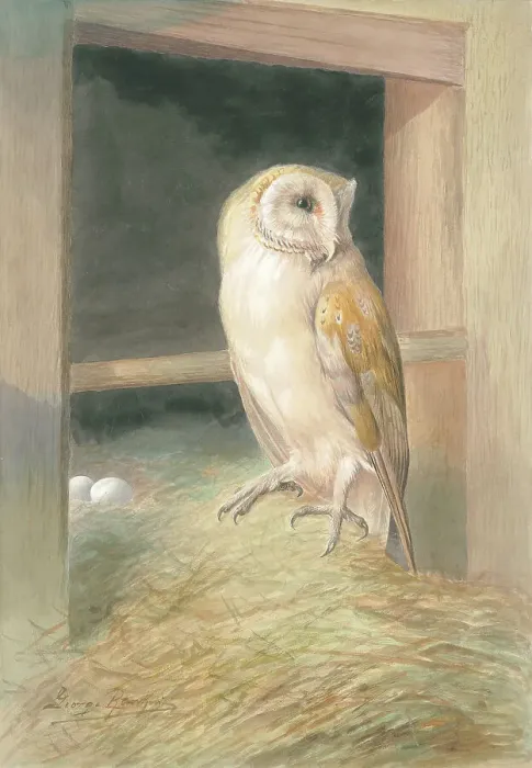 Framed Print : Barn Owl by George Rankin Framed Print : Barn Owl by George Rankin