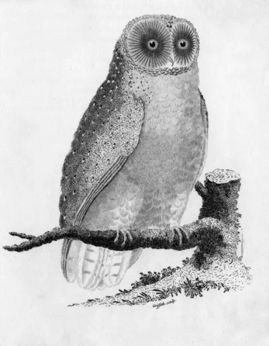 Framed Print : Barn Owl (Tyto alba). Date: 1808 Framed Print : Barn Owl (Tyto alba). Date: 1808