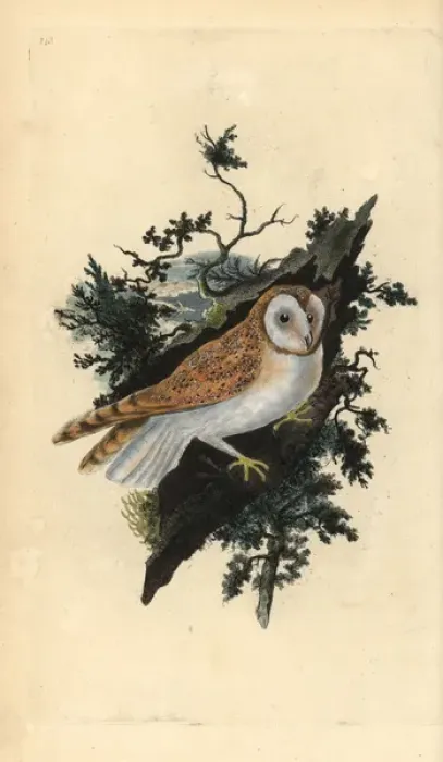 Framed Print : Barn owl, Tyto alba Framed Print : Barn owl, Tyto alba