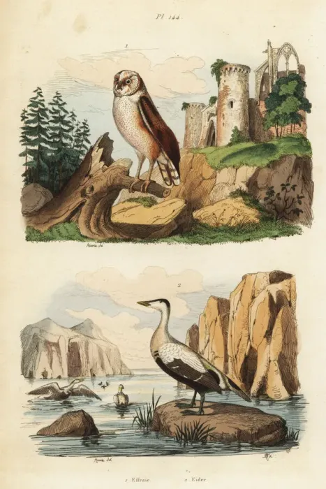 Framed Print : Barn owl, Tyto alba, and eider duck, Somateria mollissima Framed Print : Barn owl, Tyto alba, and eider duck, Somateria mollissima