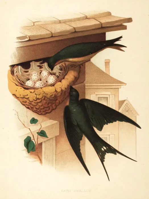 Framed Print : Barn swallow, Hirundo rustica