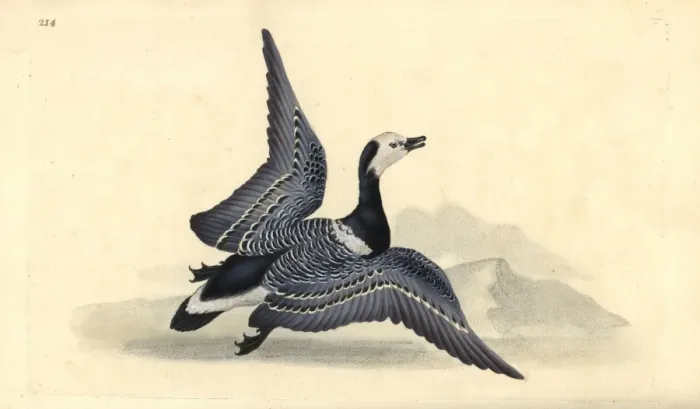 Framed Print : Barnacle goose, Branta leucopsis Framed Print : Barnacle goose, Branta leucopsis