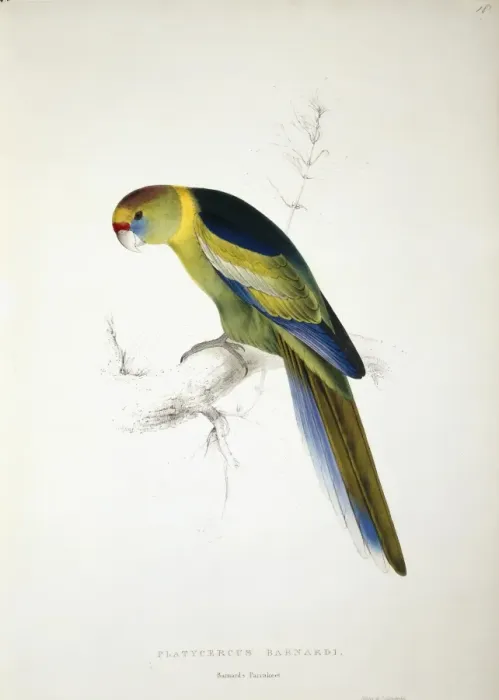 Framed Print : Barnardius zonarius barnardi, Australian ringneck Framed Print : Barnardius zonarius barnardi, Australian ringneck