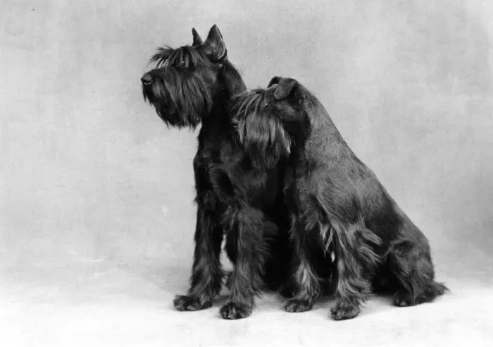 Framed Print : BARNBANERA SCHNAUZER Framed Print : BARNBANERA SCHNAUZER