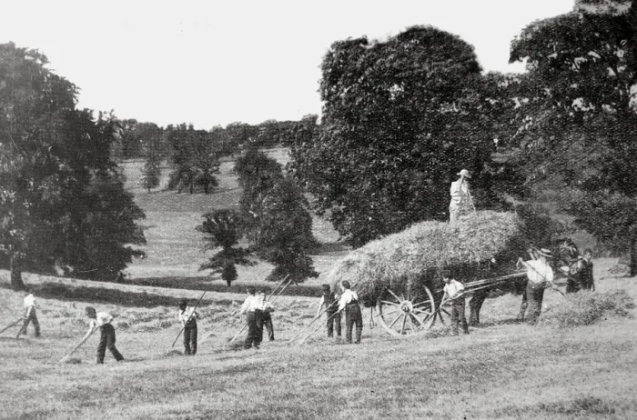 Framed Print : Barnet Industrial School - Hay Harvest Framed Print : Barnet Industrial School - Hay Harvest