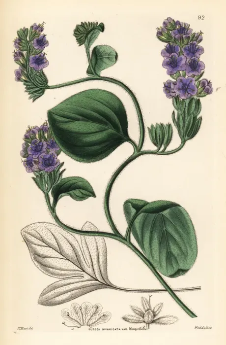 Framed Print : Baron Wrangels eutoca, Eutoca divaricata var. wrangeliana Framed Print : Baron Wrangels eutoca, Eutoca divaricata var. wrangeliana