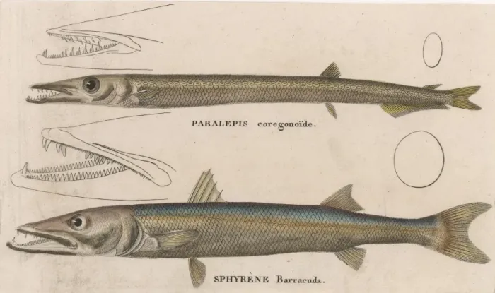 Framed Print : BARRACUDA / 1860 Framed Print : BARRACUDA / 1860