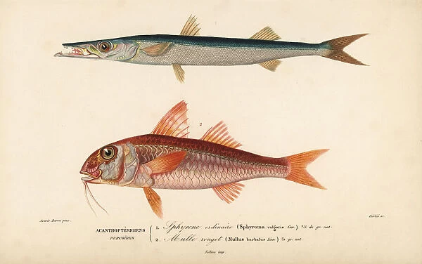 Barracuda, Sphyraena sphyraena, and red mullet