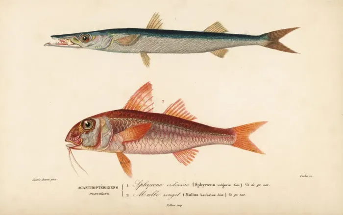 Framed Print : Barracuda, Sphyraena sphyraena, and red mullet Framed Print : Barracuda, Sphyraena sphyraena, and red mullet