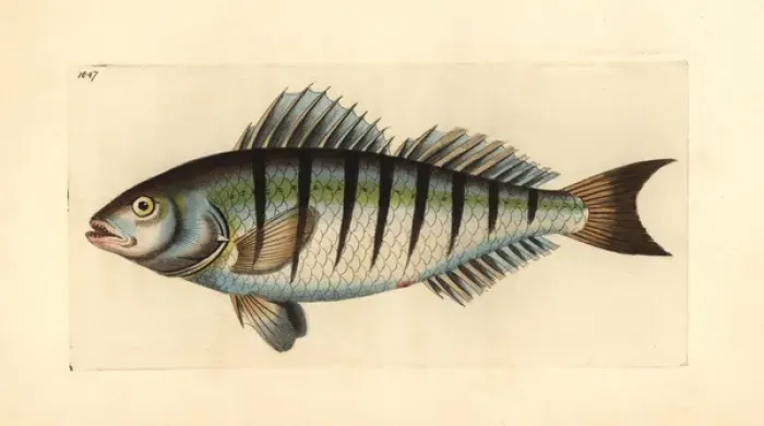 Framed Print : Barred grunt, Conodon nobilis Framed Print : Barred grunt, Conodon nobilis