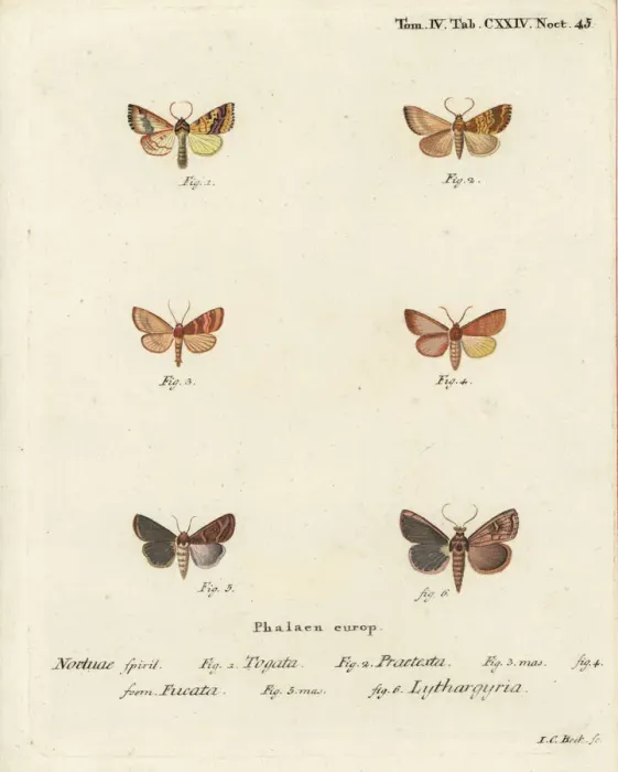 Framed Print : Barred sallow and clay moth Framed Print : Barred sallow and clay moth