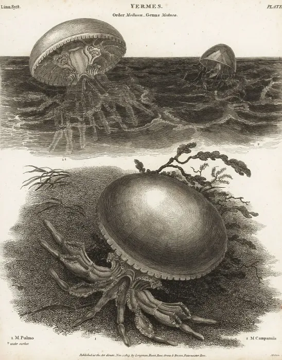 Framed Print : Barrel jellyfish and Catablema vesicarium Framed Print : Barrel jellyfish and Catablema vesicarium