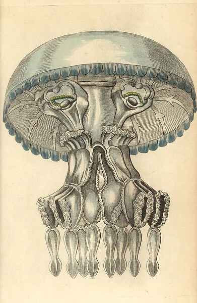 Barrel jellyfish, Rhizostoma pulmo