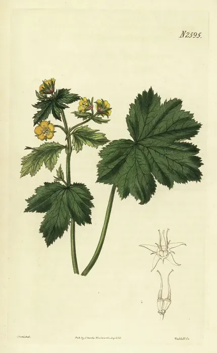 Framed Print : Barren strawberry, Waldsteinia geoides Framed Print : Barren strawberry, Waldsteinia geoides