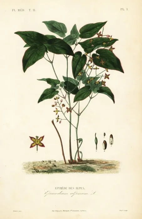 Framed Print : Barrenwort or bishops hat, Epimedium Framed Print : Barrenwort or bishops hat, Epimedium