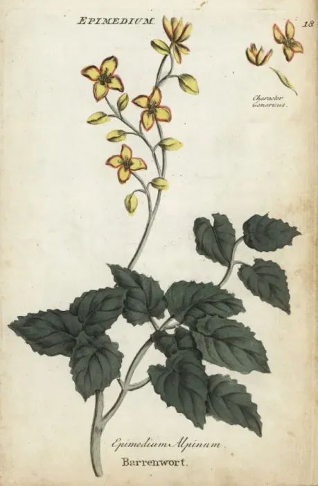 Framed Print : Barrenwort, Epimedium alpinum Framed Print : Barrenwort, Epimedium alpinum