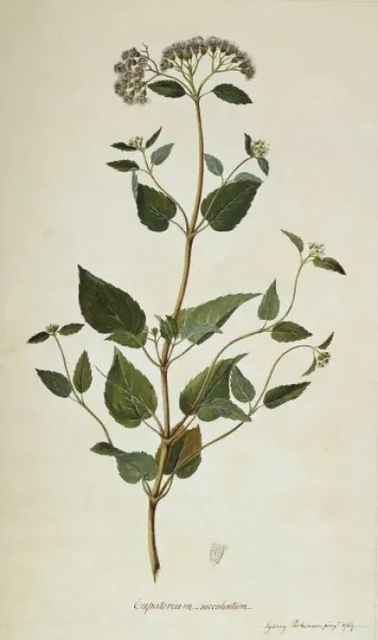 Framed Print : Barrosoa apiculata Framed Print : Barrosoa apiculata