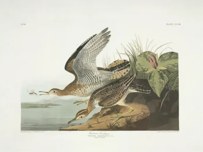 Framed Print : Bartramia longicauda, upland sandpiper Framed Print : Bartramia longicauda, upland sandpiper