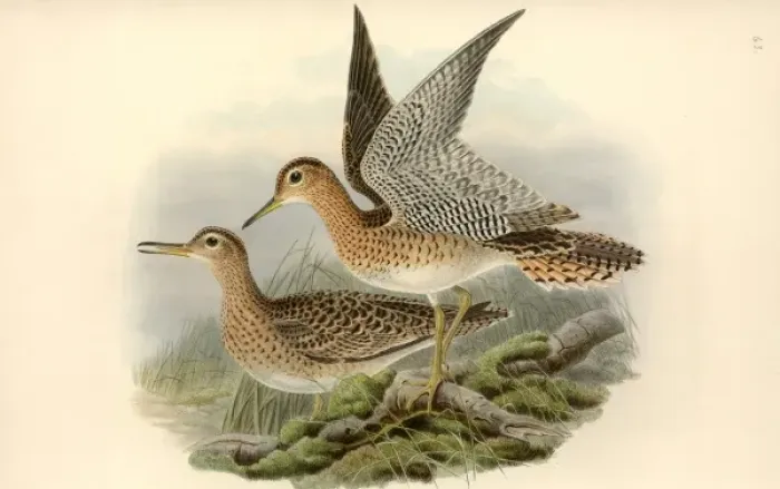 Framed Print : Bartramia longicauda, upland sandpiper Framed Print : Bartramia longicauda, upland sandpiper