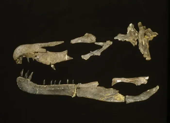Framed Print : Baryonyx. Fragments of a skull that once belonged to Baryonyx Framed Print : Baryonyx. Fragments of a skull that once belonged to Baryonyx