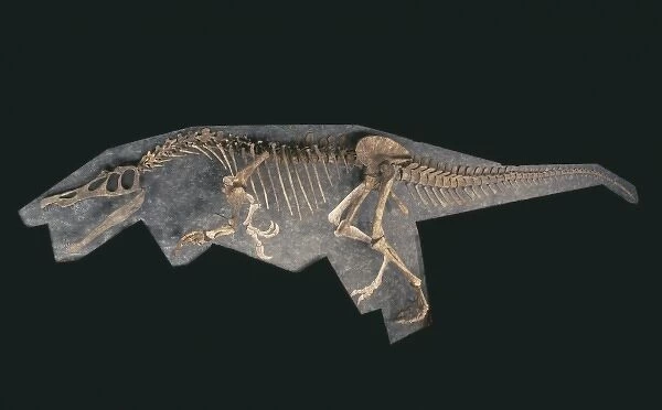 Baryonyx skeleton