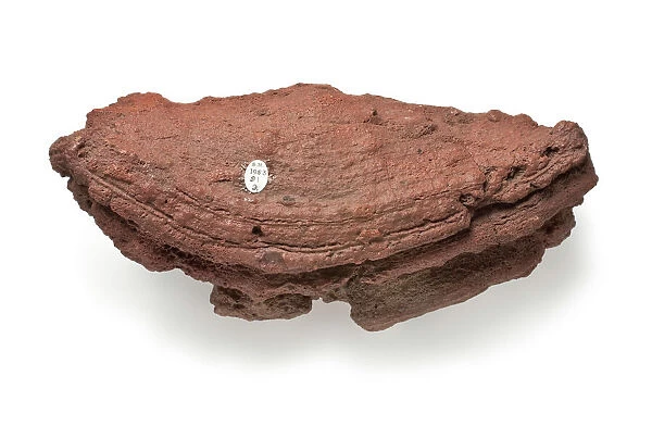Basalt bomb. Geological specimen collected by Scotts British Antarctic
