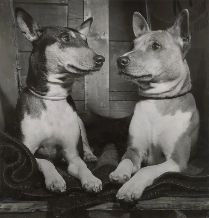 Framed Print : Two Basenji dogs Date: 1950s Framed Print : Two Basenji dogs Date: 1950s