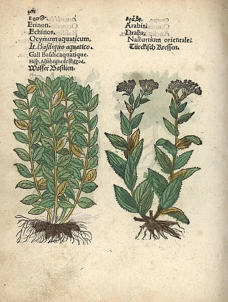 Basil, Ocimum basilicum, and whitetop or hoary