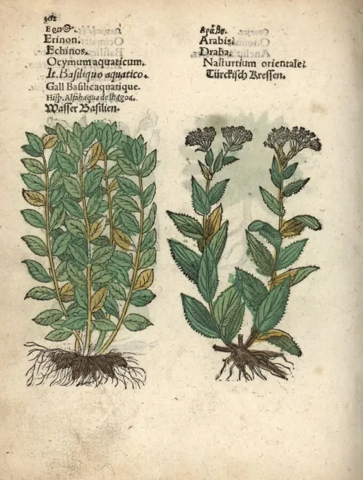Framed Print : Basil, Ocimum basilicum, and whitetop or hoary Framed Print : Basil, Ocimum basilicum, and whitetop or hoary