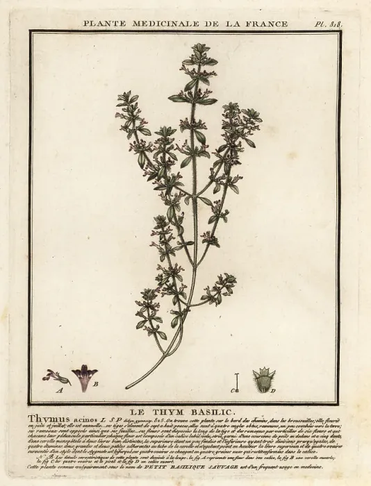 Framed Print : Basil thyme, Clinopodium acinos Framed Print : Basil thyme, Clinopodium acinos