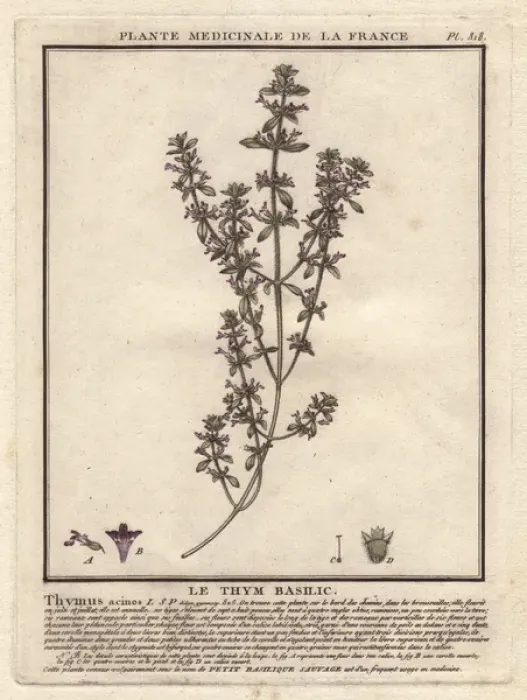 Framed Print : Basil thyme or wild basil, Acinos arvensis Framed Print : Basil thyme or wild basil, Acinos arvensis