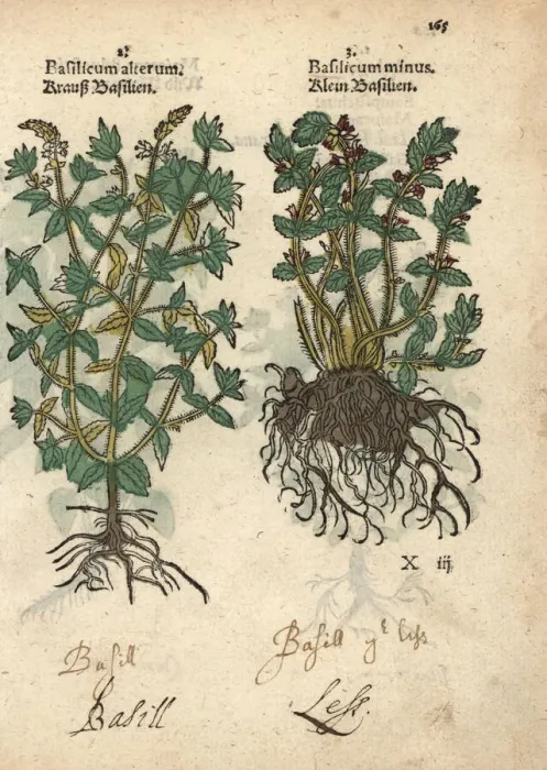 Framed Print : Basil varieties, Ocimum basilicum Framed Print : Basil varieties, Ocimum basilicum