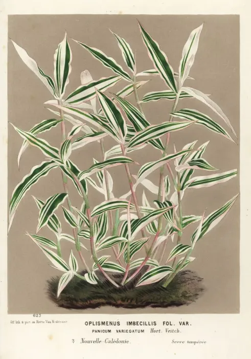 Framed Print : Basket grass, Oplismenus hirtellus Framed Print : Basket grass, Oplismenus hirtellus
