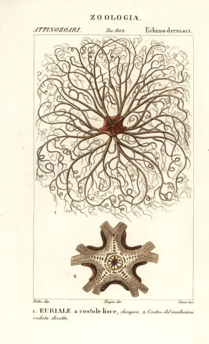 Framed Print : Basket star or gorgons head, Astrocladus euryale Framed Print : Basket star or gorgons head, Astrocladus euryale