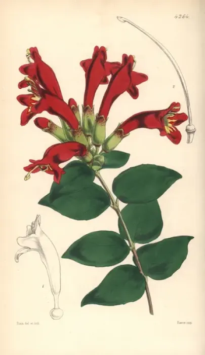 Framed Print : Basket vine, Aeschynanthus pulcher Framed Print : Basket vine, Aeschynanthus pulcher
