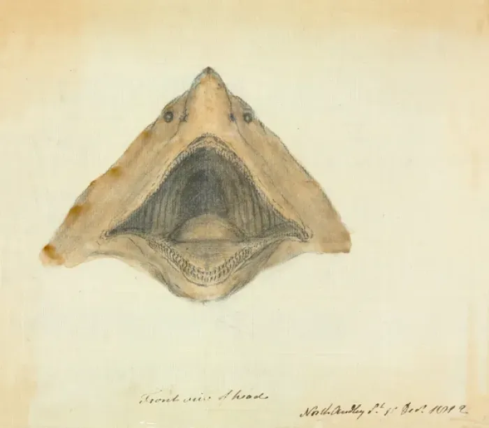 Framed Print : Basking shark Framed Print : Basking shark