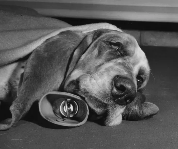 Framed Print : Basset hound with hot water bottle