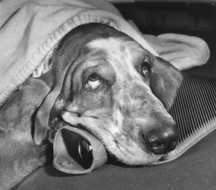 Framed Print : Basset hound with hot water bottle and blanket Framed Print : Basset hound with hot water bottle and blanket