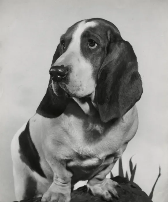 Framed Print : Basset hound on a log Framed Print : Basset hound on a log