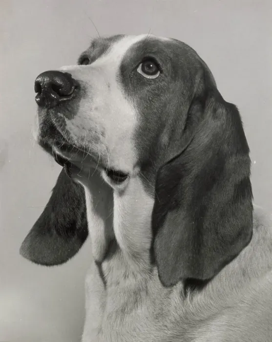 Framed Print : Basset hound looking up Date: 1950s Framed Print : Basset hound looking up Date: 1950s