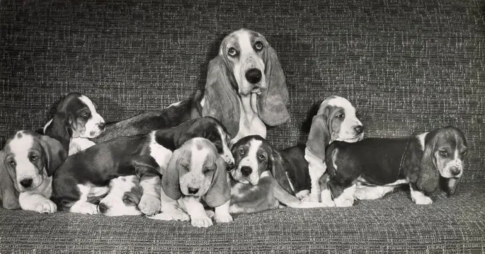 Framed Print : Basset hound mother with seven puppies Date: 1950s Framed Print : Basset hound mother with seven puppies Date: 1950s